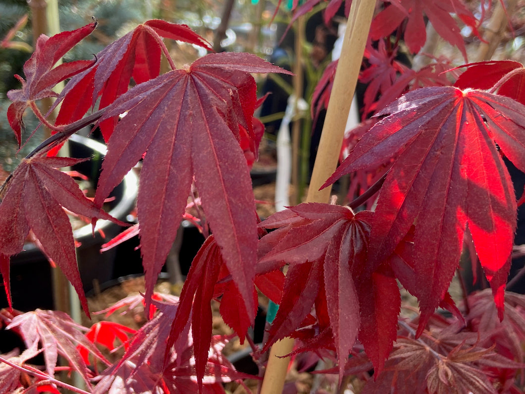 Acer palmatum 'Moonfire'