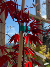 Load image into Gallery viewer, Acer palmatum &#39;Moonfire&#39;

