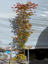Load image into Gallery viewer, Acer shirasawanum &#39;Moonrise&#39;
