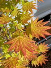 Load image into Gallery viewer, Acer shirasawanum &#39;Moonrise&#39;
