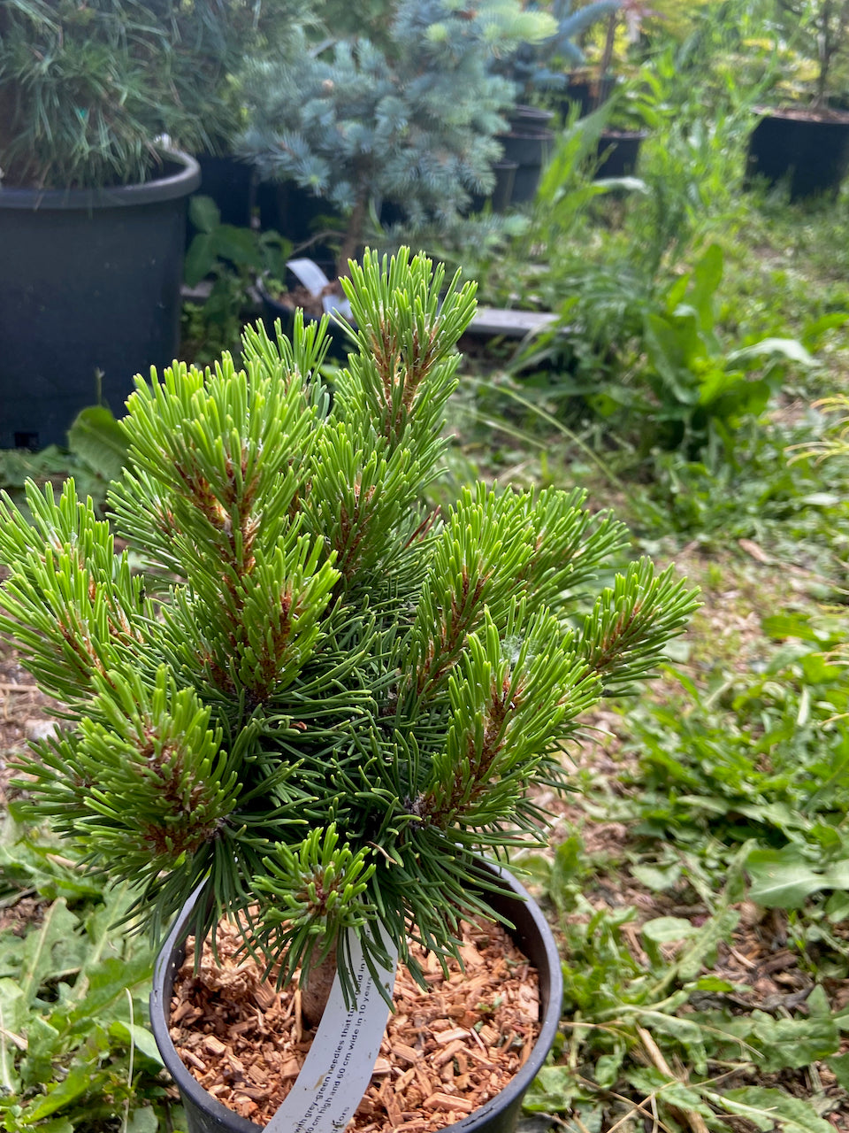 Pinus mugo 'Mops'