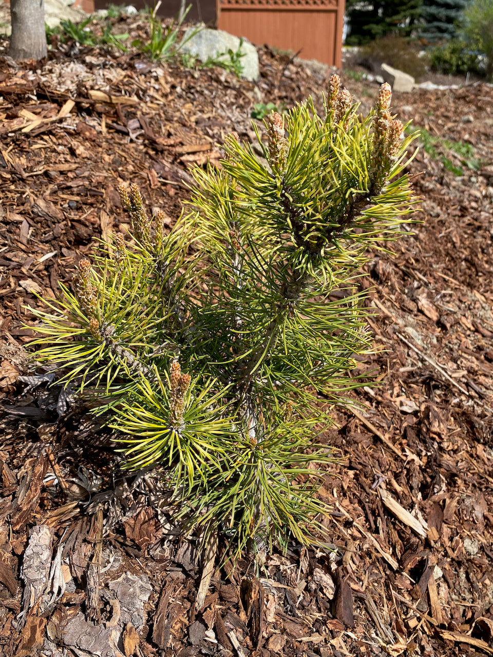 Pinus mugo 'Sunshine'