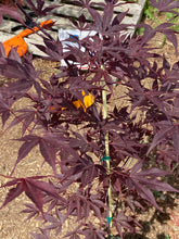 Load image into Gallery viewer, Acer palmatum &#39;Nuresagi&#39;
