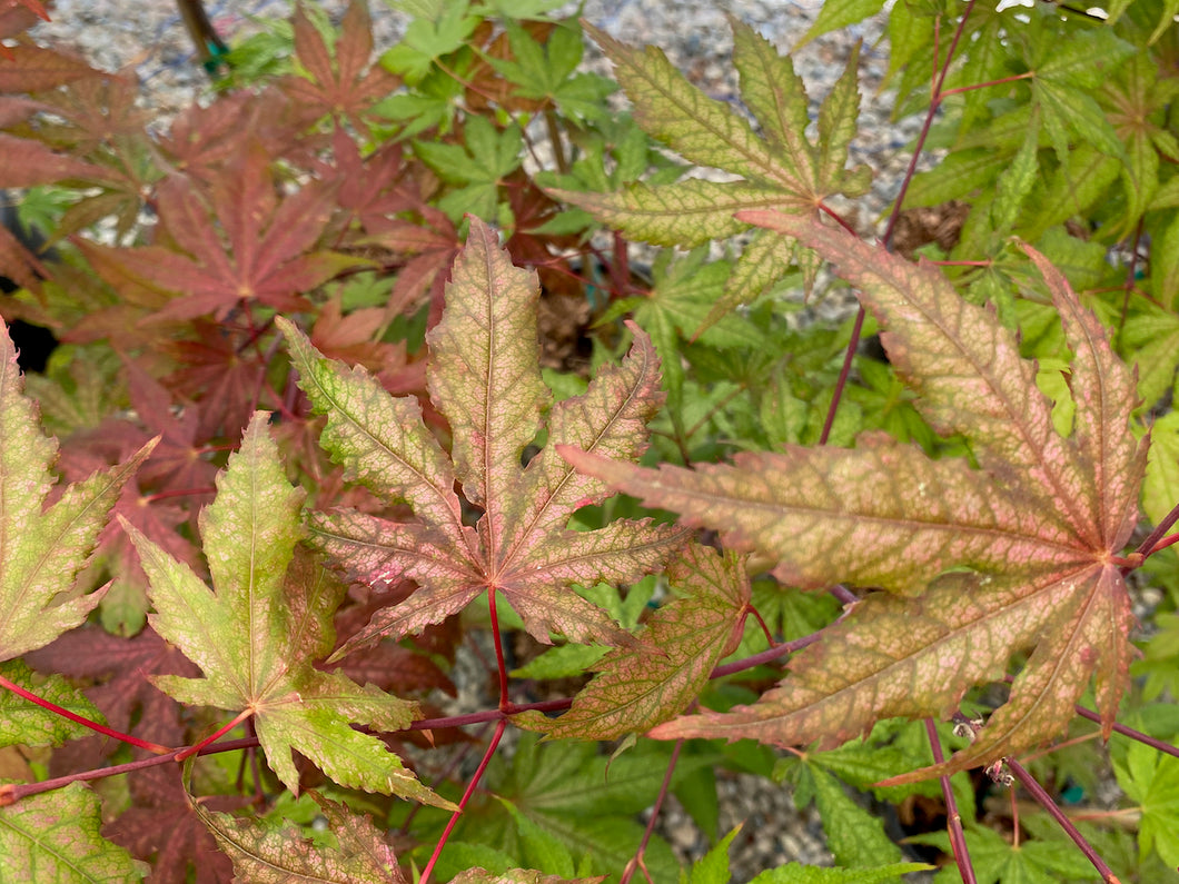 Acer palmatum 'Nebula'