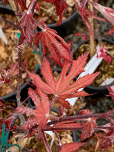 Load image into Gallery viewer, Acer palmatum &#39;Nebula&#39;
