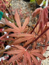 Load image into Gallery viewer, Acer palmatum &#39;Nebula&#39;
