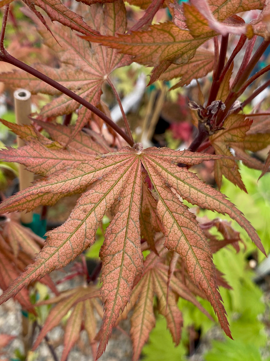 Acer palmatum 'Nebula'