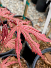 Load image into Gallery viewer, Acer palmatum &#39;Nebula&#39;
