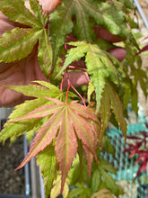 Load image into Gallery viewer, Acer palmatum &#39;Nebula&#39;
