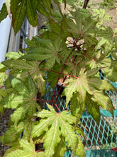 Load image into Gallery viewer, Acer palmatum &#39;Nebula&#39;
