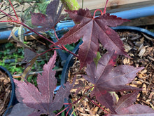 Load image into Gallery viewer, Acer palmatum &#39;Nicholsonii&#39;
