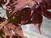 Load image into Gallery viewer, Acer palmatum &#39;Nicholsonii&#39;
