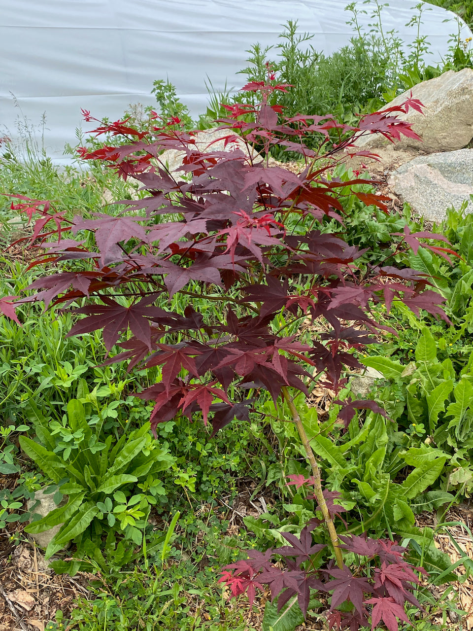 Acer palmatum 'Nicholsonii'