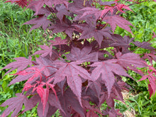 Load image into Gallery viewer, Acer palmatum &#39;Nicholsonii&#39;
