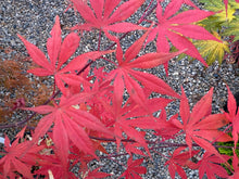 Load image into Gallery viewer, Acer palmatum &#39;Nicholsonii&#39;
