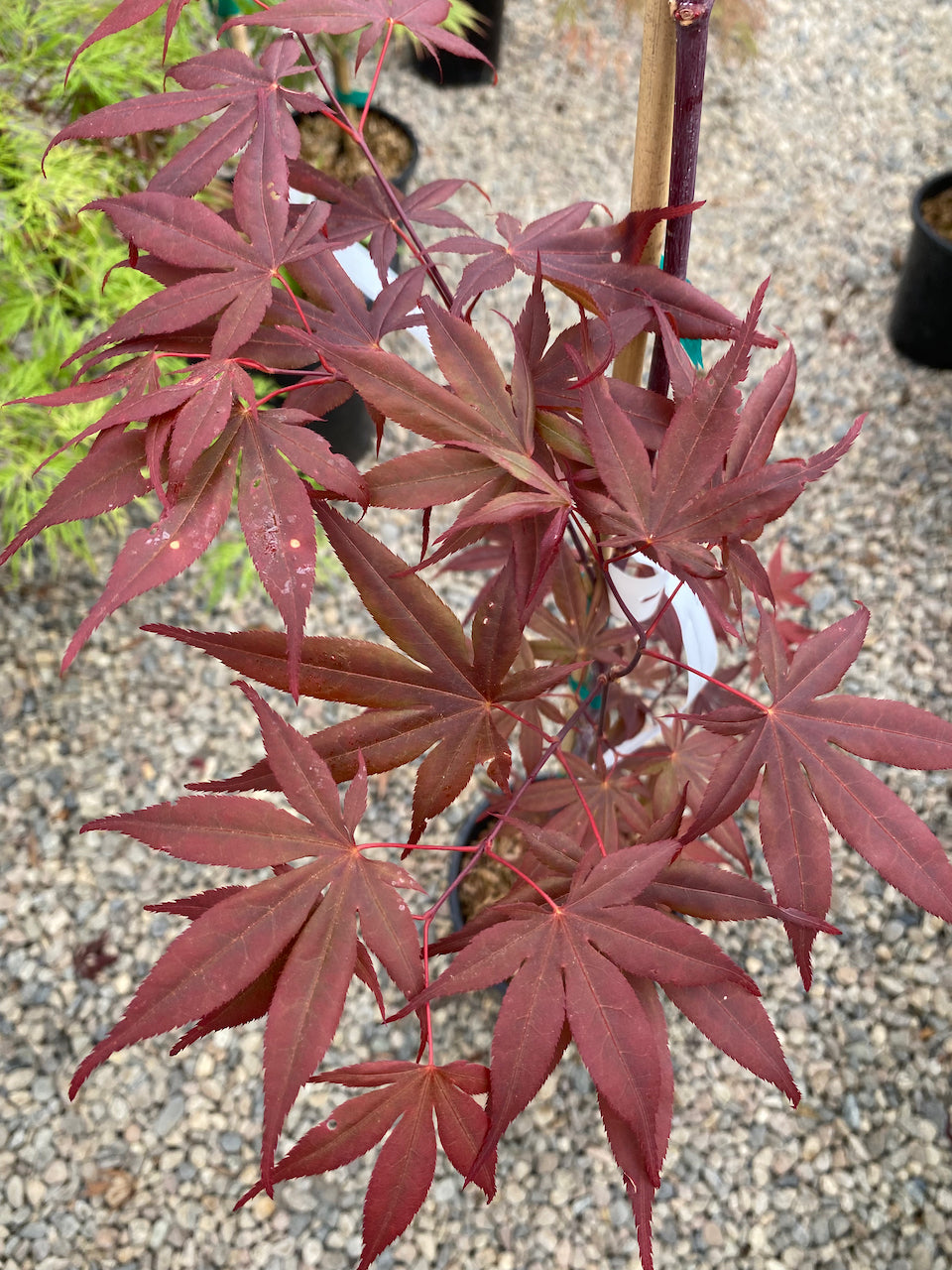 Acer palmatum 'Nuresagi'