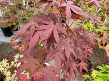 Load image into Gallery viewer, Acer palmatum &#39;Nuresagi&#39;
