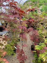 Load image into Gallery viewer, Acer palmatum &#39;Nuresagi&#39;
