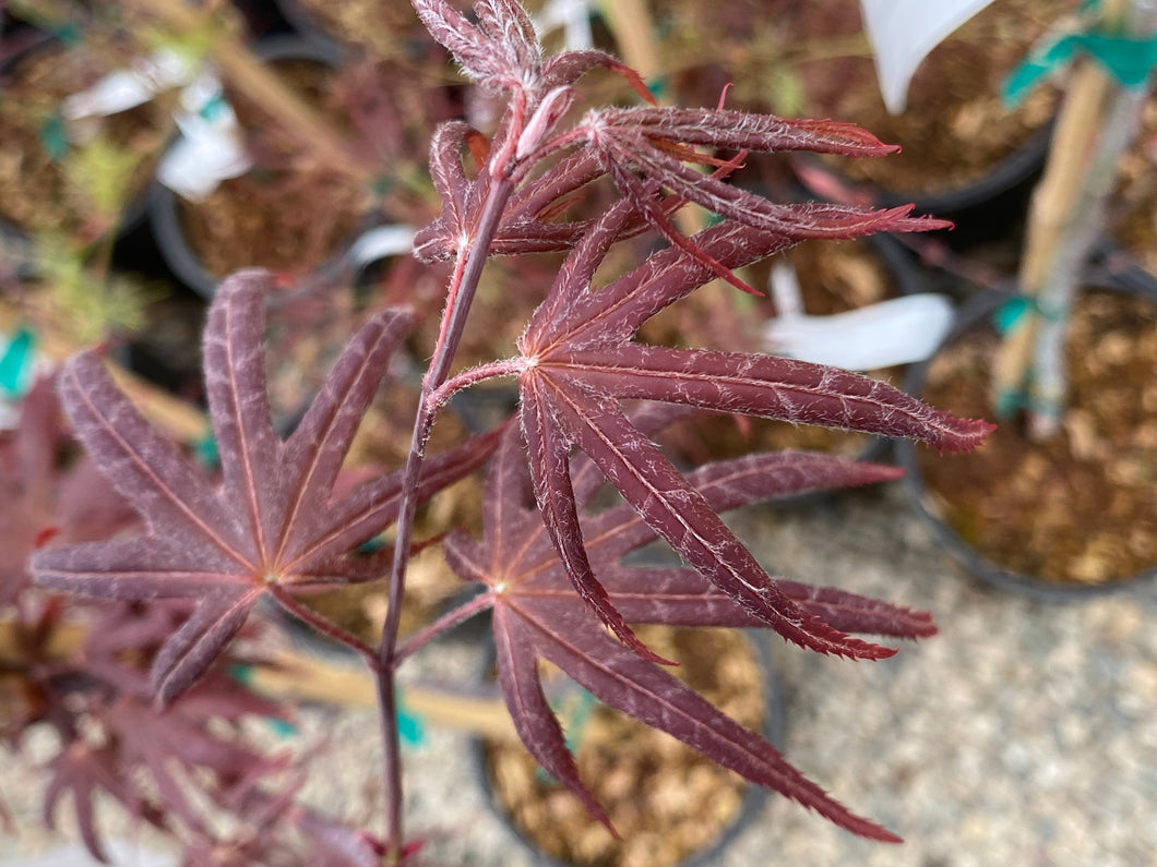 Acer palmatum 'Nuresagi'