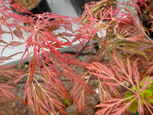 Load image into Gallery viewer, Acer palmatum dissectum &#39;Octopus&#39;
