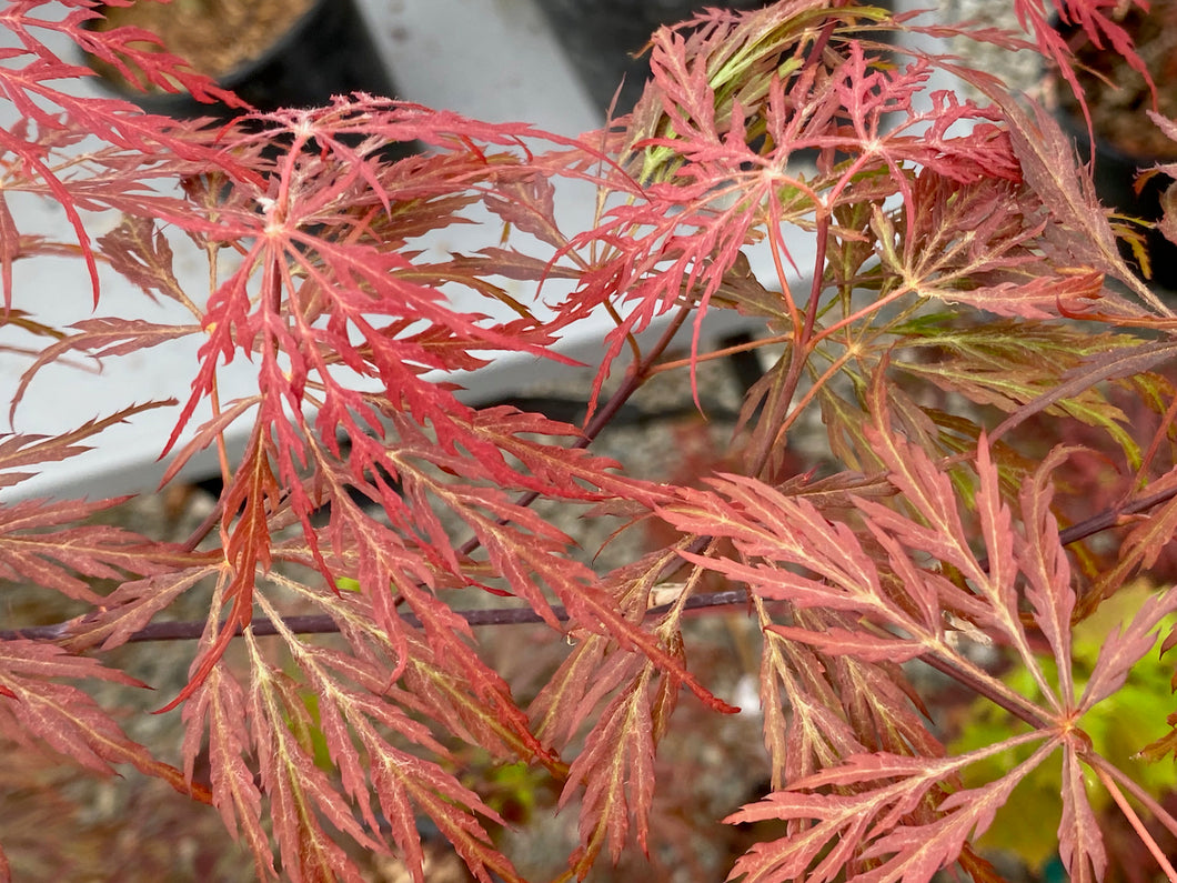 Acer palmatum dissectum 'Octopus'