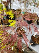 Load image into Gallery viewer, Acer palmatum dissectum &#39;Octopus&#39;
