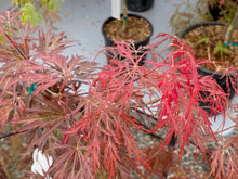 Load image into Gallery viewer, Acer palmatum dissectum &#39;Octopus&#39;
