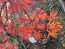 Load image into Gallery viewer, Acer palmatum dissectum &#39;Octopus&#39;
