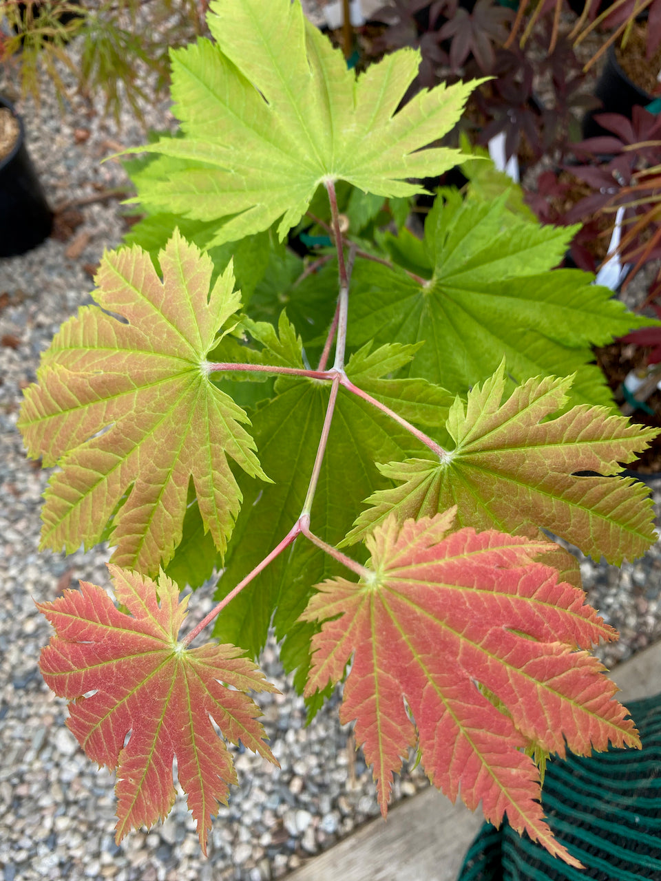 Acer japonicum 'O isami'