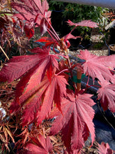 Load image into Gallery viewer, Acer japonicum &#39;O isami&#39;
