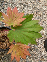 Load image into Gallery viewer, Acer japonicum &#39;O isami&#39;
