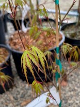 Load image into Gallery viewer, Acer palmatum &#39;Okina&#39;
