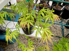 Load image into Gallery viewer, Acer palmatum &#39;Okina&#39;
