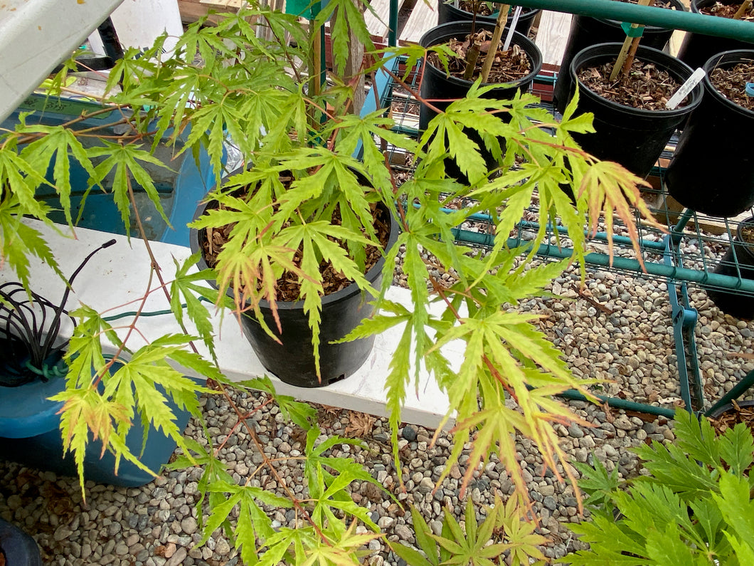 Acer palmatum 'Okina'