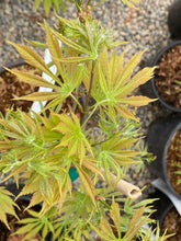 Load image into Gallery viewer, Acer palmatum &#39;Omure yama&#39;
