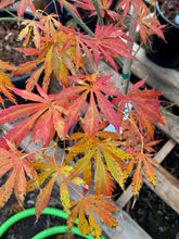 Load image into Gallery viewer, Acer palmatum &#39;Omure yama&#39;
