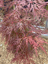 Load image into Gallery viewer, Acer palmatum dissectum &#39;Orangeola&#39;
