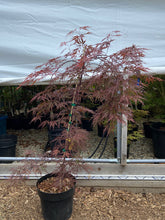 Load image into Gallery viewer, Acer palmatum dissectum &#39;Orangeola&#39;
