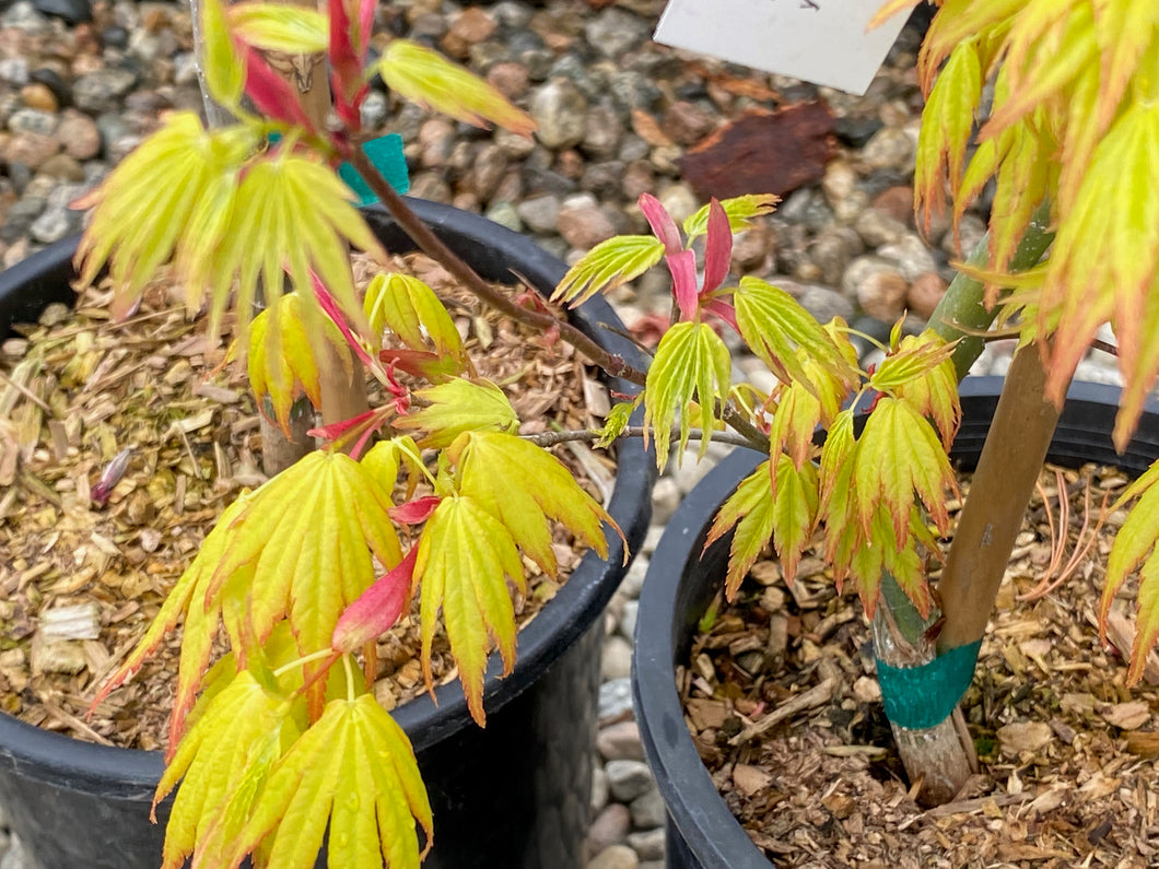 Acer palmatum 'Orange Dream'