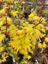 Load image into Gallery viewer, Acer palmatum &#39;Orange Dream&#39;
