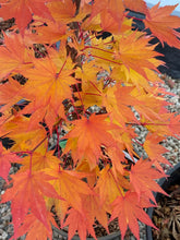 Load image into Gallery viewer, Acer palmatum &#39;Orange Dream&#39;
