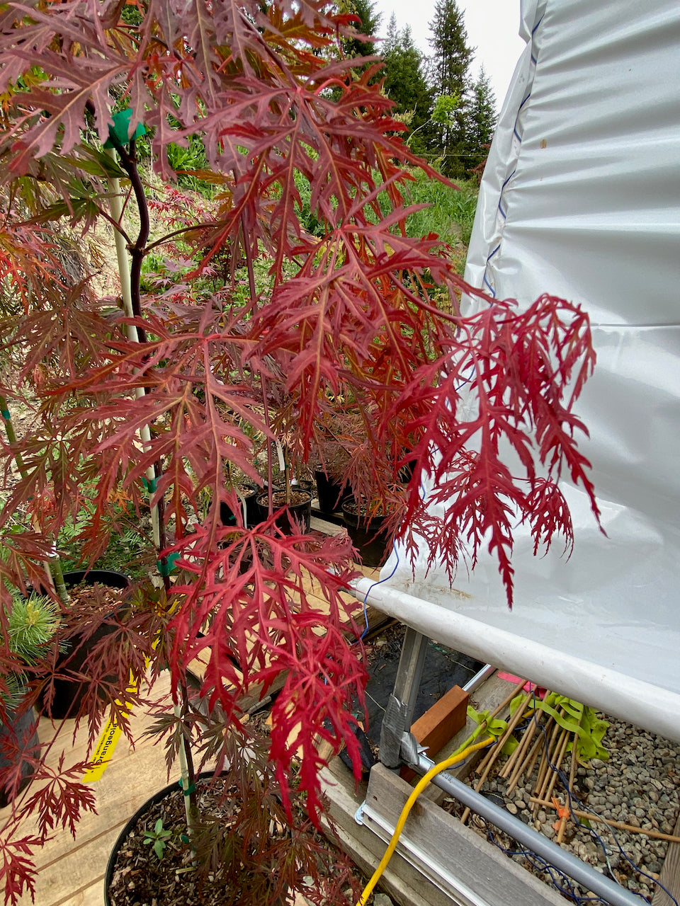 Acer palmatum dissectum 'Orangeola'