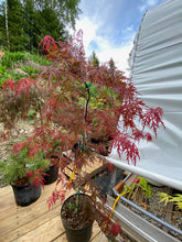 Load image into Gallery viewer, Acer palmatum dissectum &#39;Orangeola&#39;
