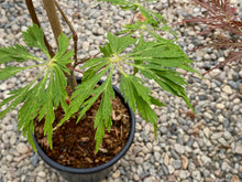 Load image into Gallery viewer, Acer japonicum &#39;Oregon Fern&#39;
