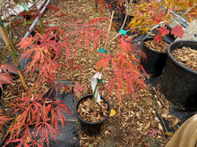 Load image into Gallery viewer, Acer palmatum dissectum &#39;Ornatum&#39;
