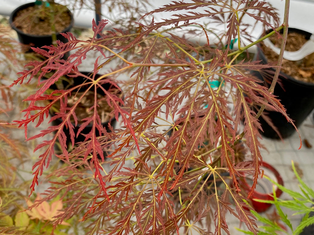 Acer palmatum dissectum 'Ornatum'