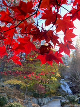 Load image into Gallery viewer, Acer palmatum &#39;Osakazuki&#39;
