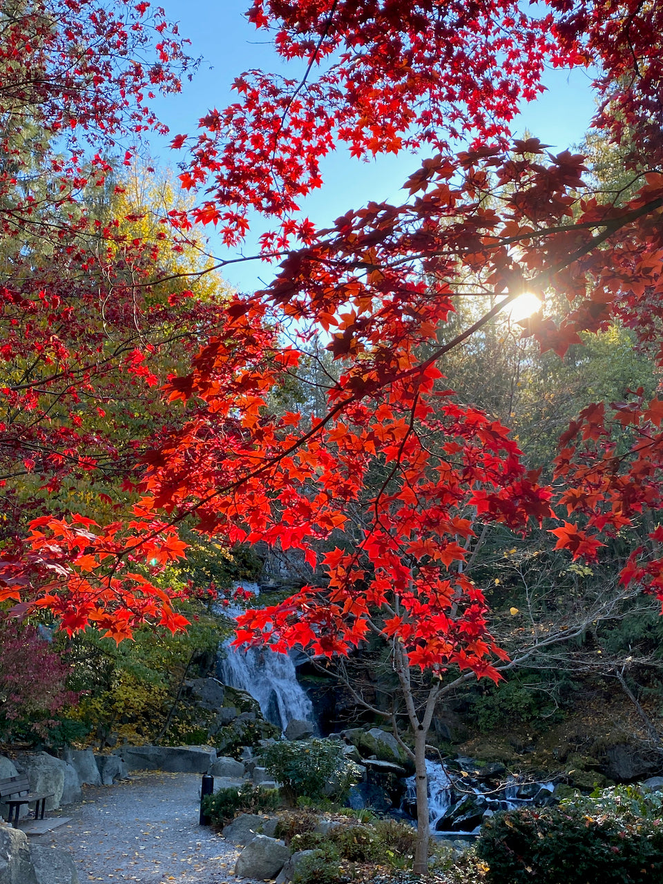 Acer palmatum 'Osakazuki'