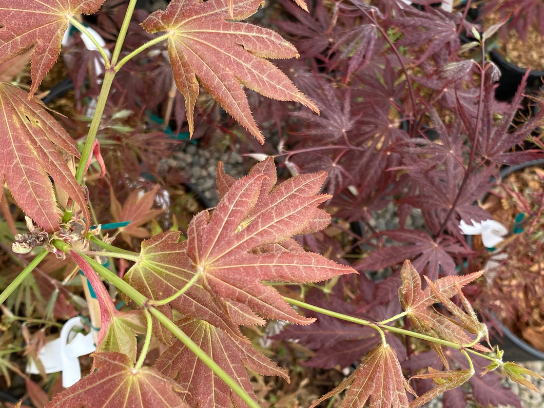 Acer palmatum 'Oshio-beni'