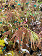 Load image into Gallery viewer, Acer palmatum &#39;Oshio-beni&#39;
